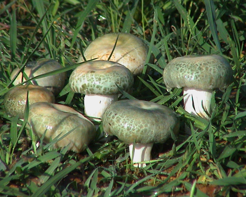 ������ͷ��