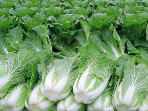 �������ʴ�ײ�