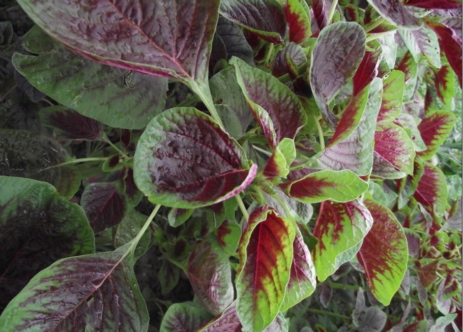 �������ʺ���