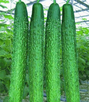 ���������ۻƹ�