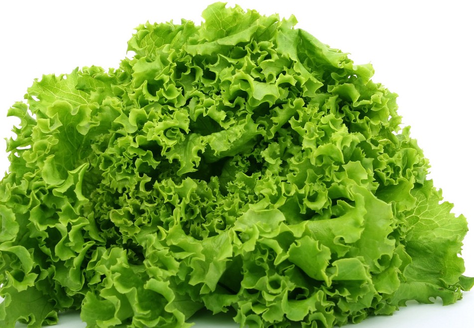 ��������Ҷ����